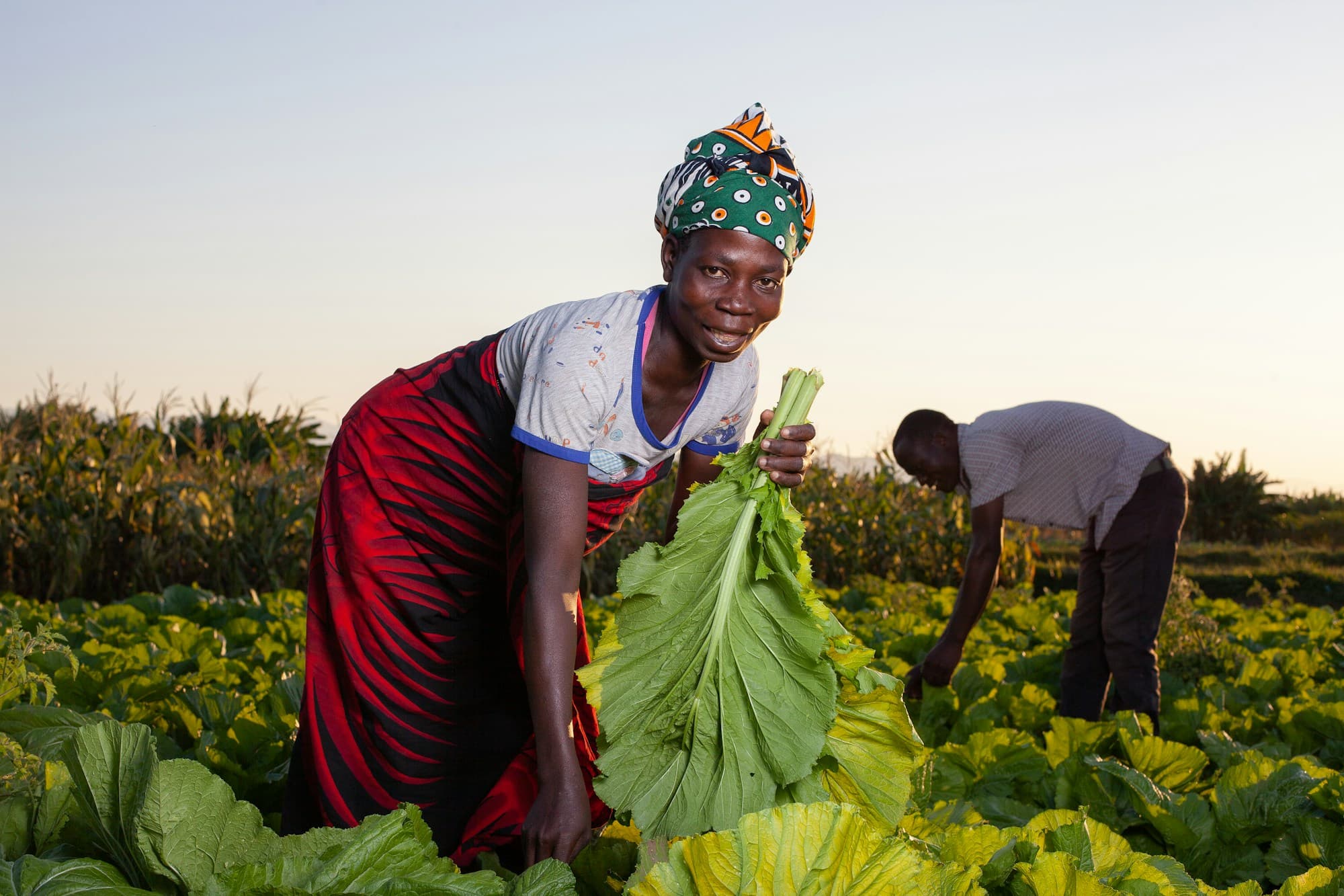 Agricultrice récoltant des légumes verts dans un champ