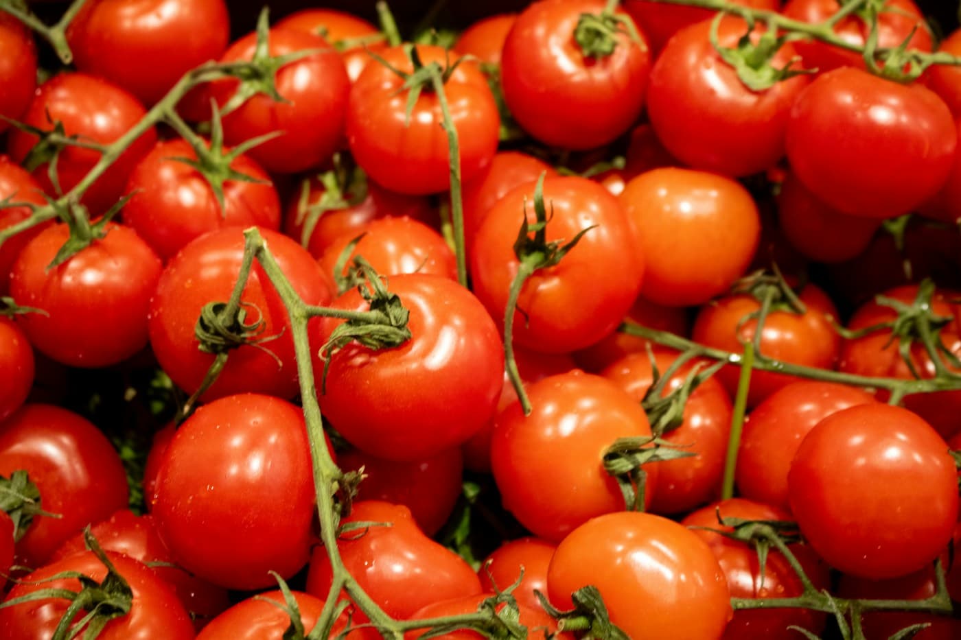 Gros plan de tomates fraîches
